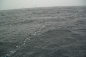 Grotle Seifiske 2007