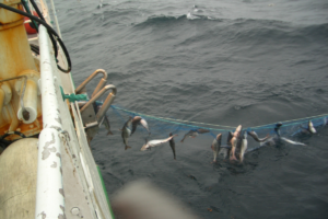 Grotle Seifiske 2007