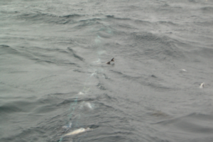 Grotle Seifiske 2007