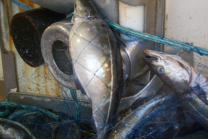 MS Grotle Seifiske 2007