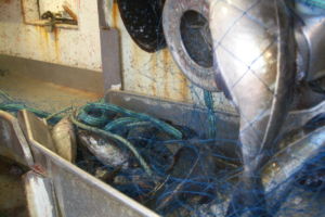 MS Grotle Seifiske 2007