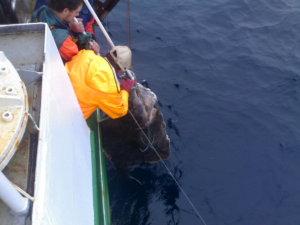 MS Grotle Kveitefangst