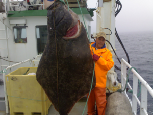 MS Grotle Kveitefangst