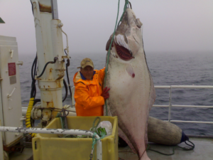 MS Grotle Kveitefangst