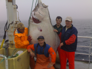 MS Grotle Kveitefangst