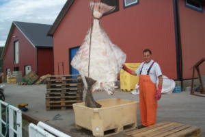 MS Grotle Kveitefangst