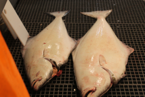 MS Grotle Kveitefangst