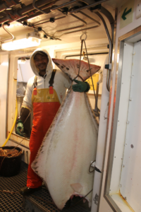 MS Grotle Kveitefangst