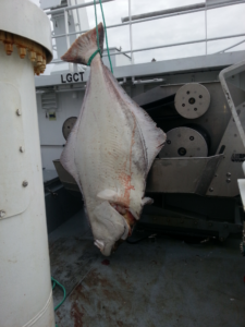 MS Grotle Kveitefangst