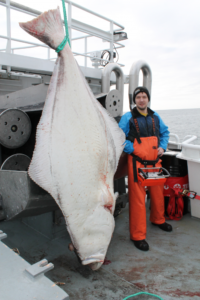 MS Grotle Kveitefangst